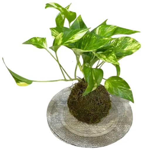 Kokedama potus